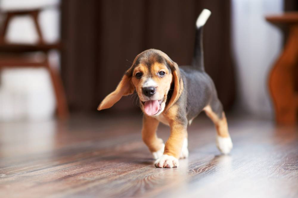 What does a puppy need from the first days in the house?