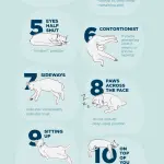 What does the position in which the cat sleeps say?