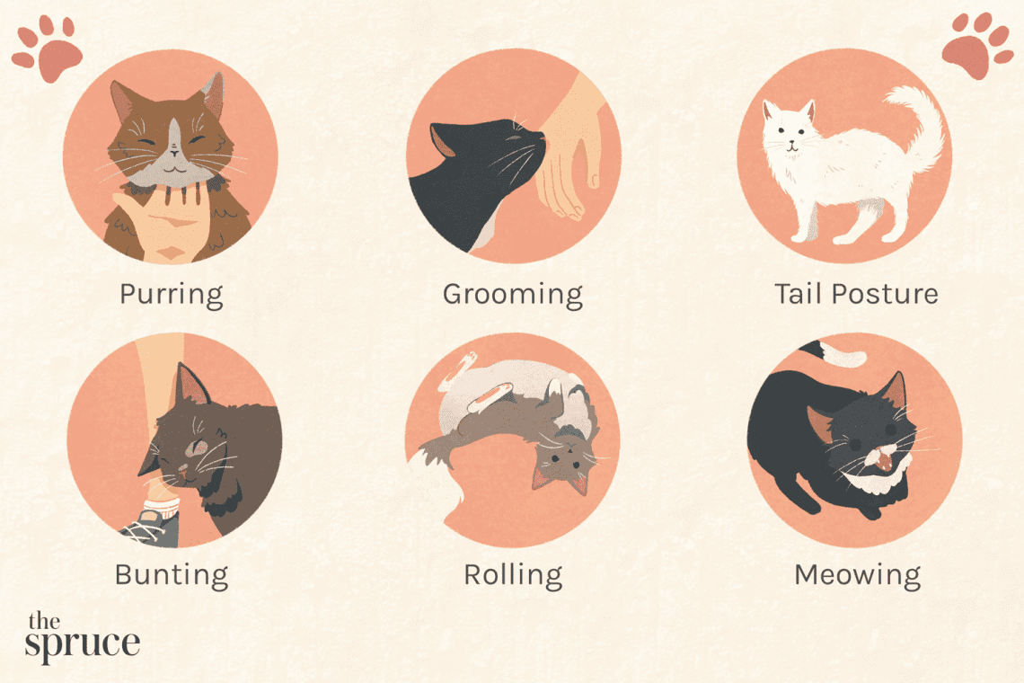 What does your cat want to tell you?