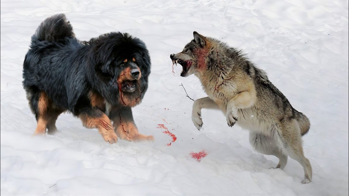 Koji pas može pobijediti vuka?