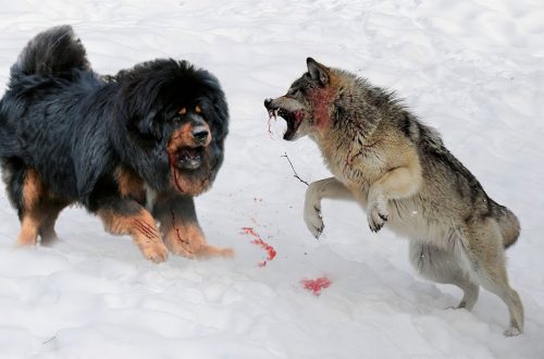 What dog can defeat a wolf?