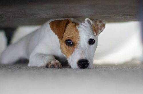 What dogs are afraid of: common dog fears and phobias