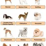 What gender of a dog to choose