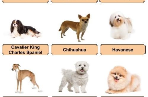 What gender of a dog to choose