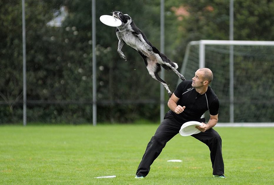 What is a dog frisbee?