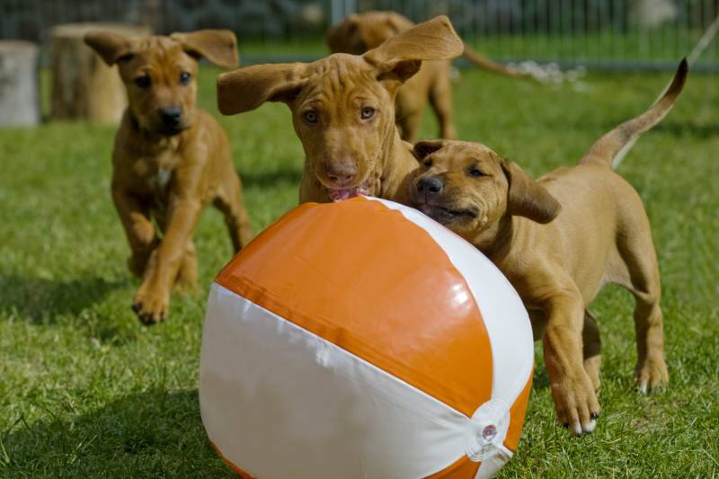 What is a dog tribal ball?