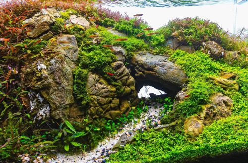 What is aquascaping?