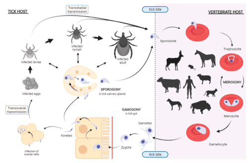 What is babesiosis and where do ixodid ticks live