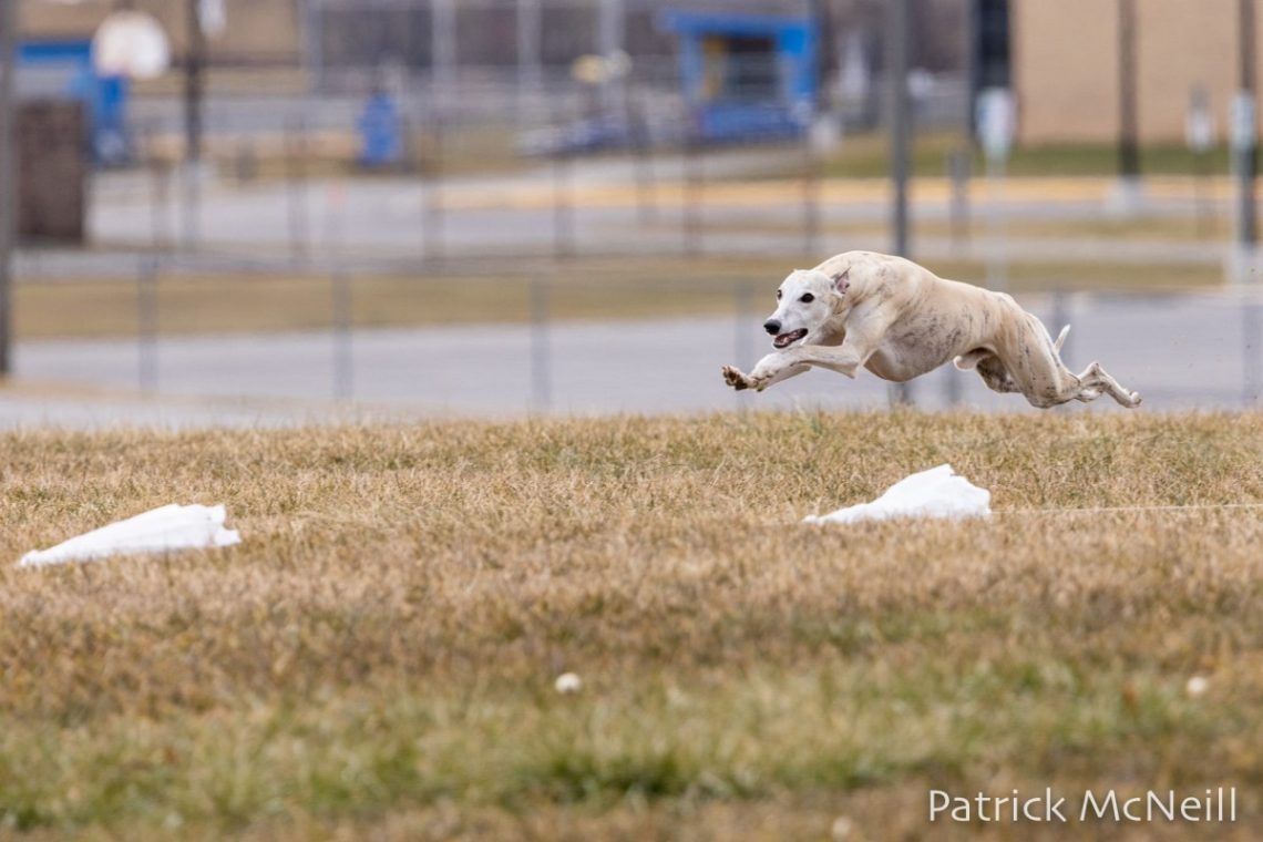 What is coursing for dogs?