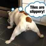 What is dangerous slippery floor for a dog