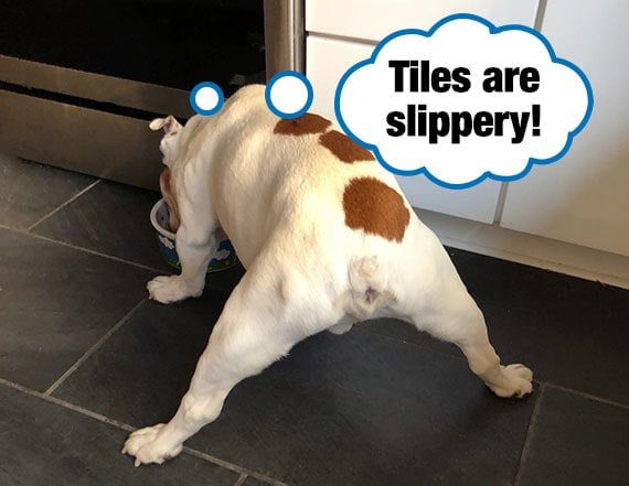 What is dangerous slippery floor for a dog