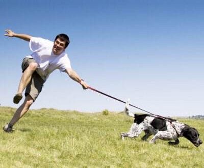 What is dog pulling?