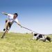 What is weight pulling for dogs?
