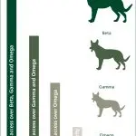 What is dominance in dogs?