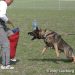 Guard dog training
