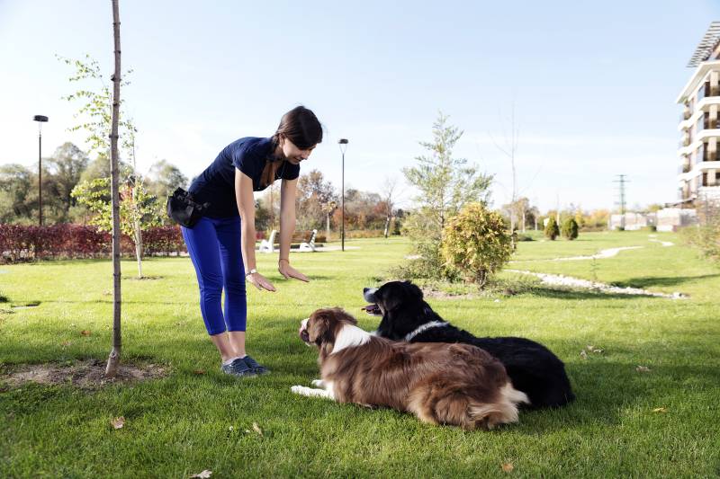 What is operant dog training?