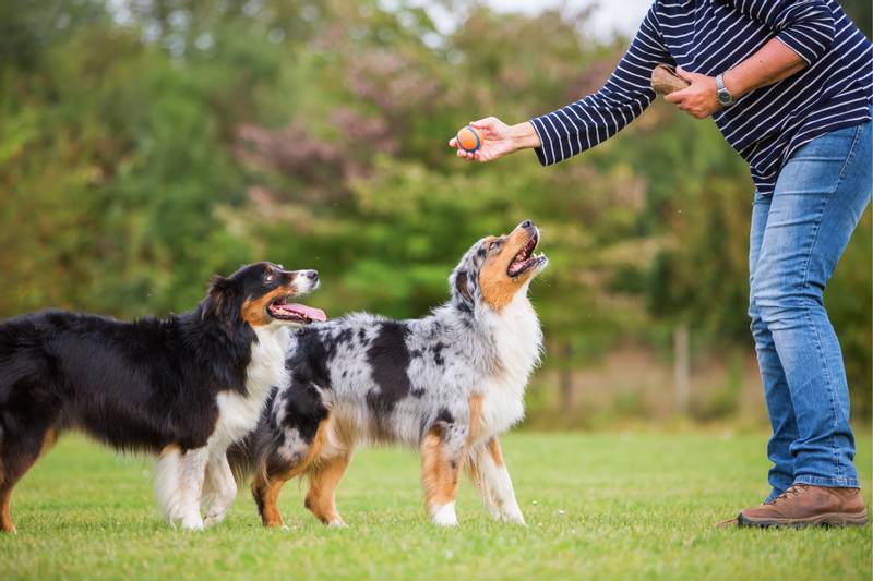 What is operant dog training?