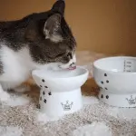 What is the best bowl for a cat?