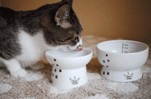 What is the best bowl for a cat?