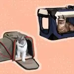 What is the best cat carrier?