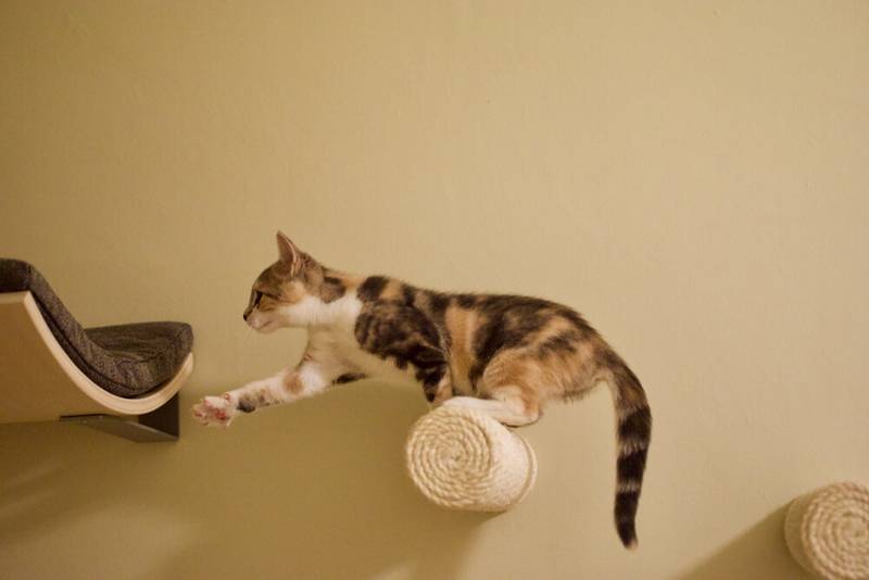 What is the best scratching post for a cat?
