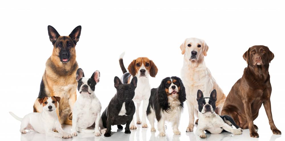 What is the classification of dogs according to the ICF?