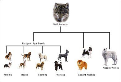 What is the classification of dogs according to the ICF?