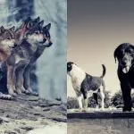 What is the difference between a pack of wolves and dogs?