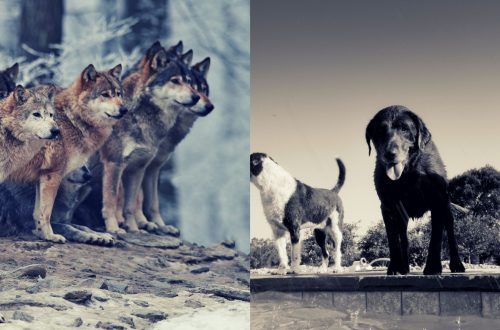 What is the difference between a pack of wolves and dogs?