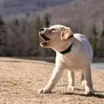 What is the dog barking about?