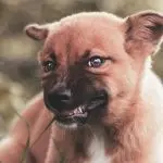 What is the dog growling about?
