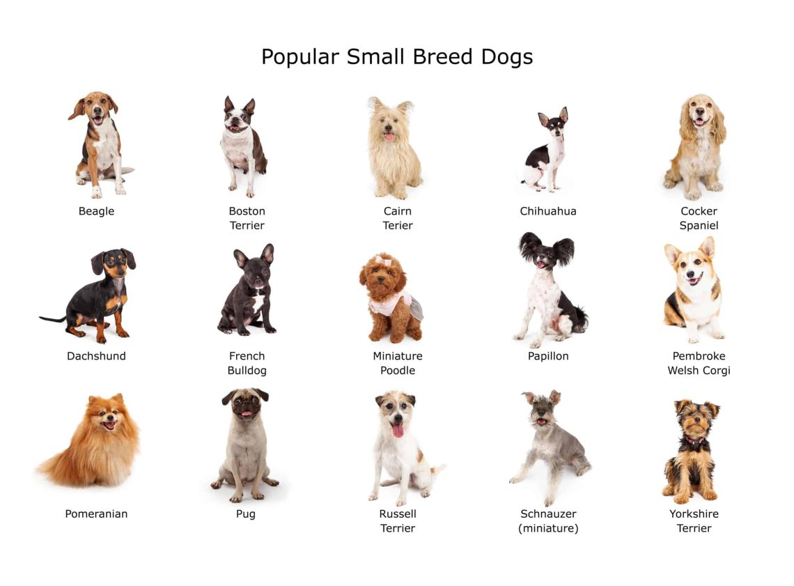 Mis on väikest tõugu koera nimi?
