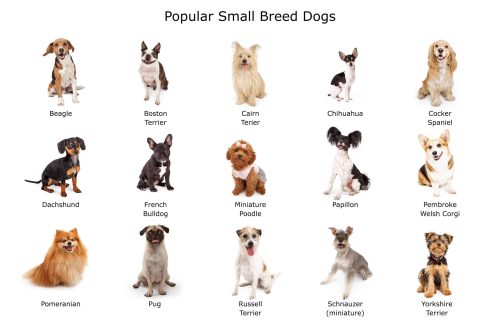 What is the name of a small breed dog?