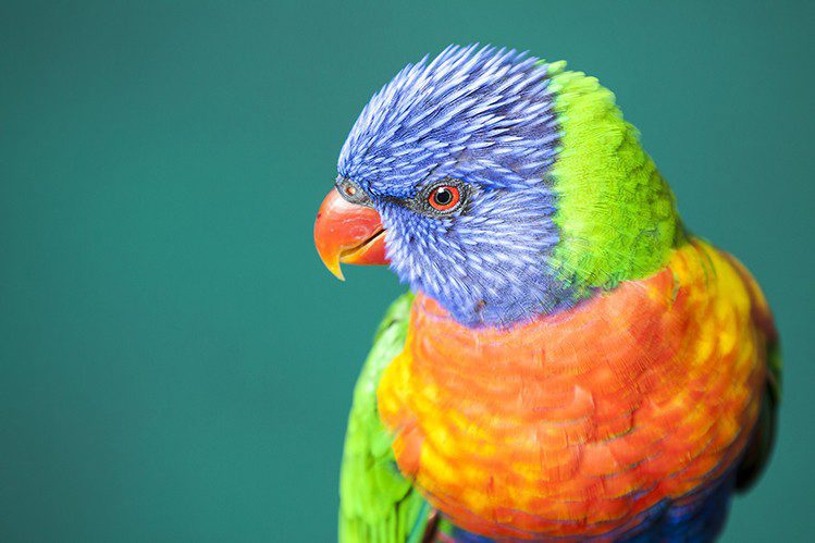 What is the nature of parrots