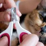What is trimming for cats?