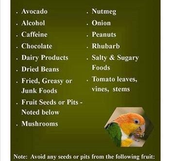 What not to feed a parrot
