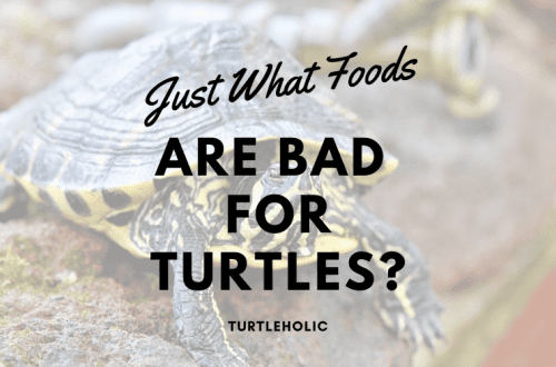 What not to feed the turtle (harmful food)