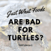 What to feed herbivorous tortoises?