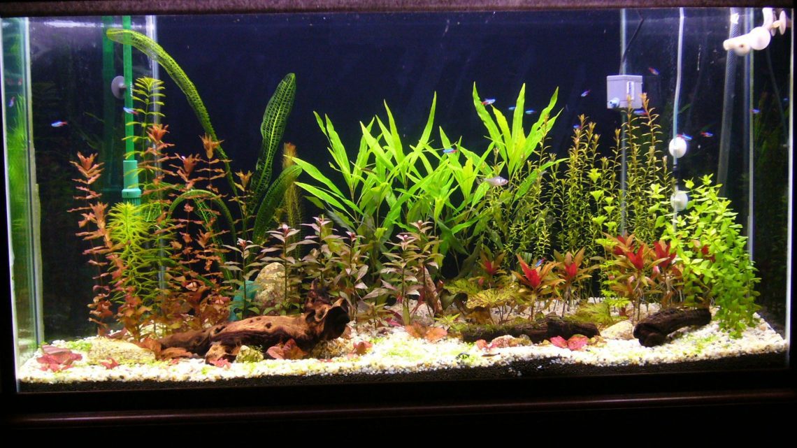 What plants to choose in the aquarium &#8211; live or artificial?