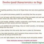 What qualities do people attribute to dogs?