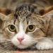 How to choose a cat litter?