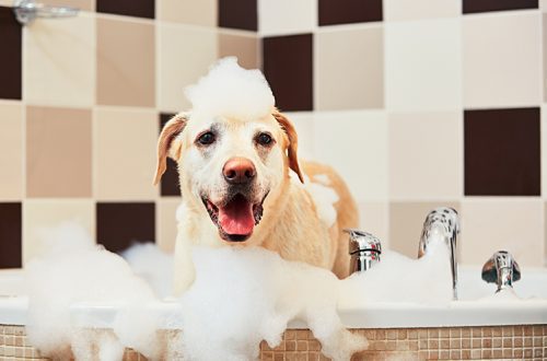 What shampoo to choose for dogs and cats?