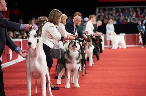 What should a show dog be able to do?