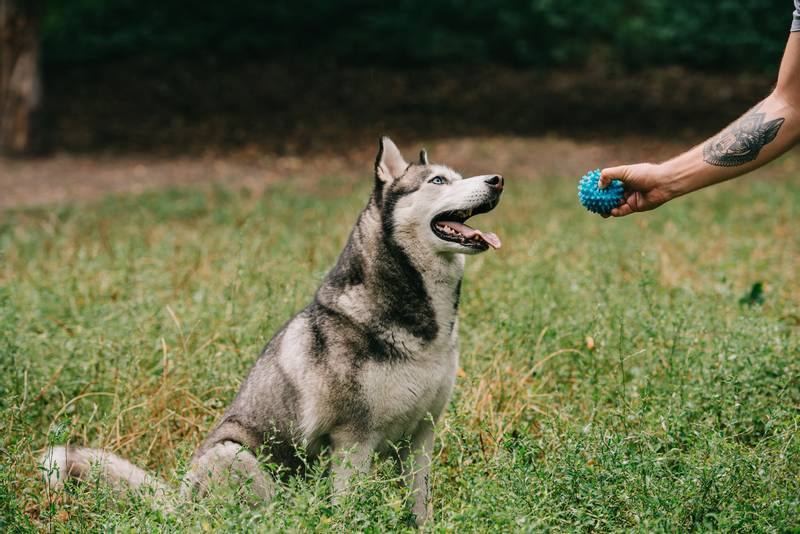 What should a trained dog know and be able to do?