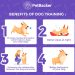 Walking with your dog: what you need to know