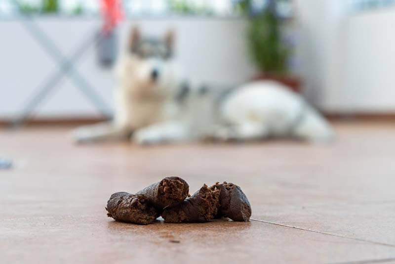 What should be the feces of a dog?