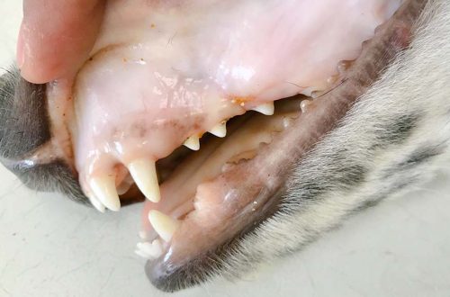 What should I do if my dog ​​has pale gums?