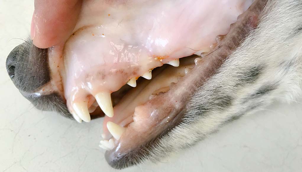What should I do if my dog ​​has pale gums?