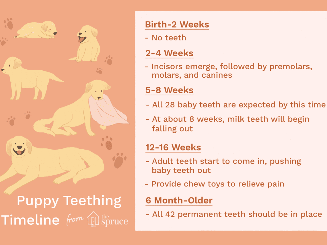 What should I do if my dog ​​is teething?