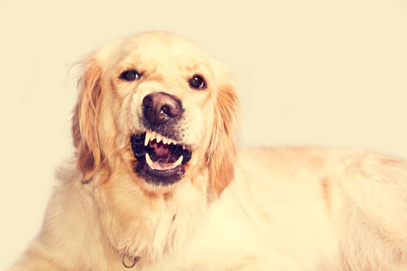 What should I do if my dog&#8217;s teeth are loose?